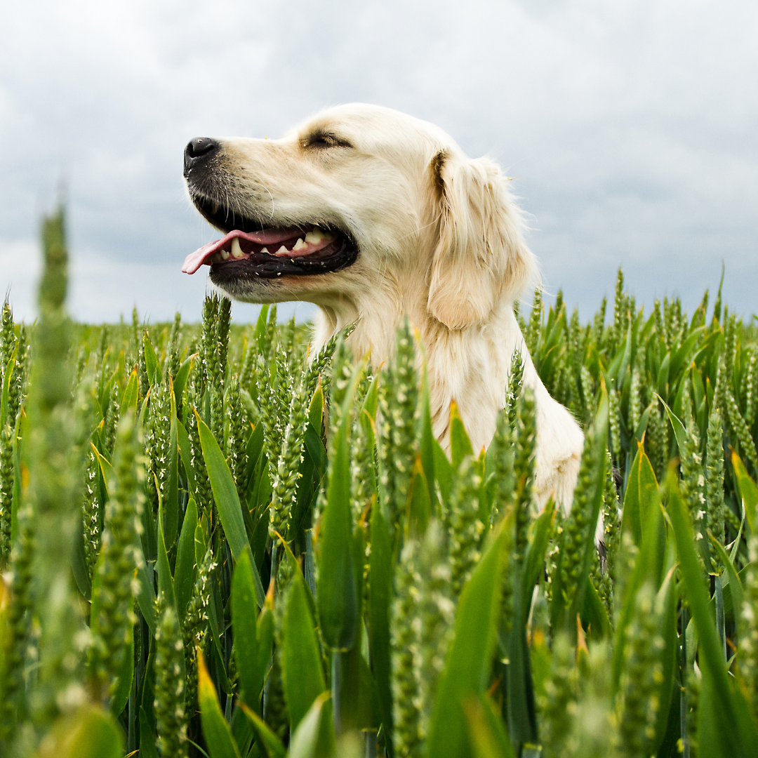 dog-profile